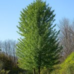 Javor poľný (Acer campestre) ´QUEEN ELISABETH´ - výška 310-320 cm, obvod kmeňa 8/10 cm, kont. C30L